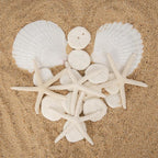 JQAQJU 20PCS Sea Shells for Crafting 3-4", Mini Sand Dollars Starfish Decor for - Image 3