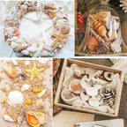 Jangostor Sea Shells Mixed Ocean Seashells, 1.2"-3.5" Various Sizes Beach - Image 7