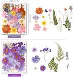 330PCS Natural Color Pressed Dried Flowers - Image 4