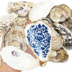 15PCS Natural Oyster Shells 4-5 in Uncarved Oyster Shells by Chrotopic