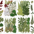 84 Pcs Dried Pressed Leaves Flowers Real Natural Dried Leaves Plant Kit by Unknown