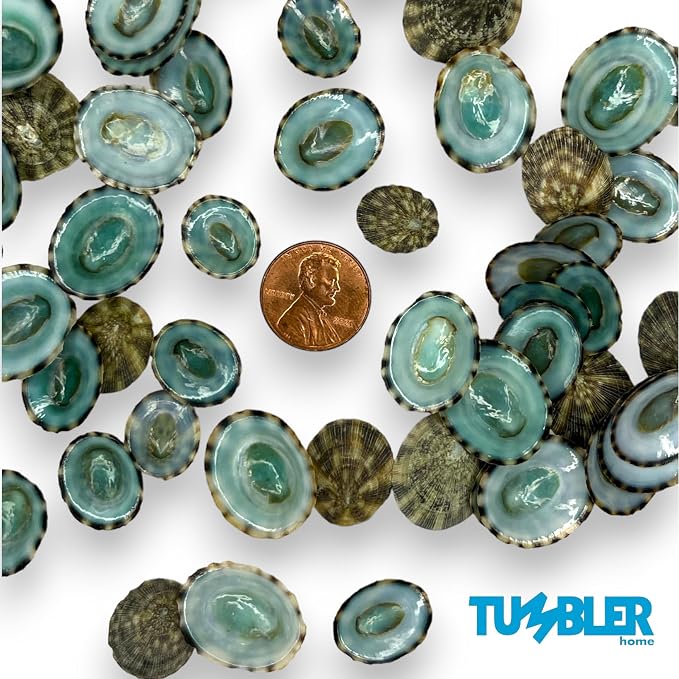 Sea Shells for Crafting, jewelry making, decoration, centerpieces, vase filler - Image 8