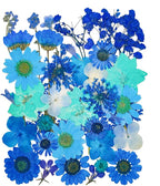14 Types 37pcs Blue Dried Pressed Flowers by YouthBro