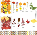 169Pcs Fall Dried Pressed Flowers - Image 3
