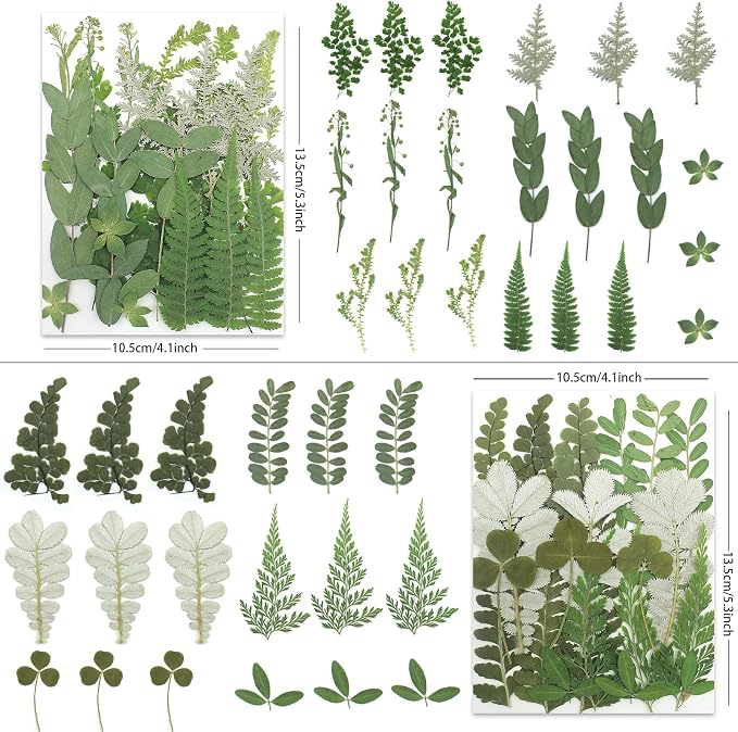 LUXEEASE 84P Earthy Green Dried Pressed Leaves | Fern eucalyptus leaves - Image 2