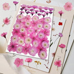 51 Pcs Real Natural Cherry Blossom Dried Pressed Flowers - Image 2