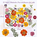 48 Pcs Mix Natural Dried Pressed Flowers - Image 6