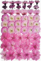 51 Pcs Real Natural Cherry Blossom Dried Pressed Flowers by Unknown