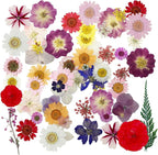 Woohome 160PCS Real Pressed Flowers, Dried Pressed Flowers Colorful Real - Image 2