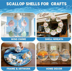 4-5 Inch Large Scallop Shells for Crafts, Ocean Themed Party Decor Supplies - Image 4