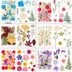NESCCI 420 Pcs Dried Pressed Flowers - Image 5