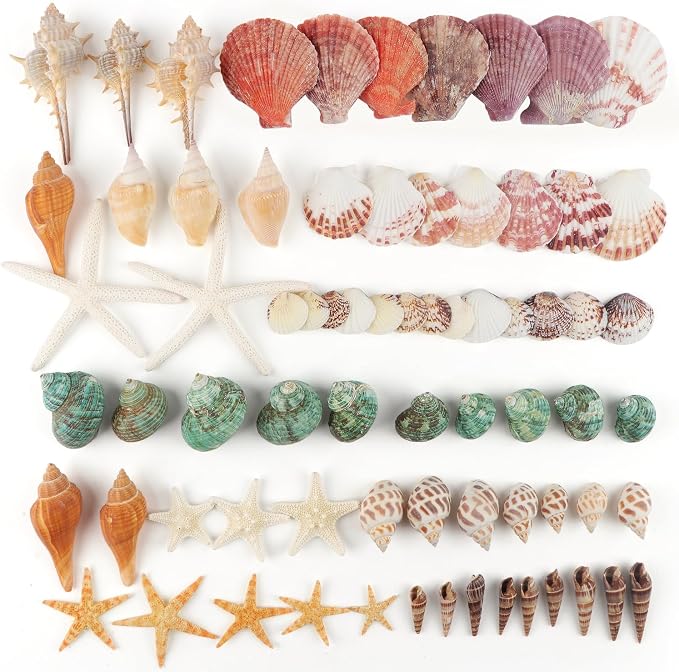 Jangostor Sea Shells Mixed Ocean Seashells, 1.2"-3.5" Various Sizes Beach - Image 3