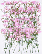 50Pcs Pink Dried Pressed Flowers by Unknown