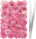 101 PCS Pressed Cherry Blossom for Crafts, Dried Sakura Flowers for Soap Candle by LGFMGWH