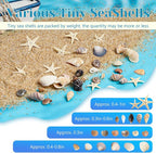 1200 Pieces Tiny Sea Shells Small Natural Starfish Mixed Ocean Beach Spiral - Image 3