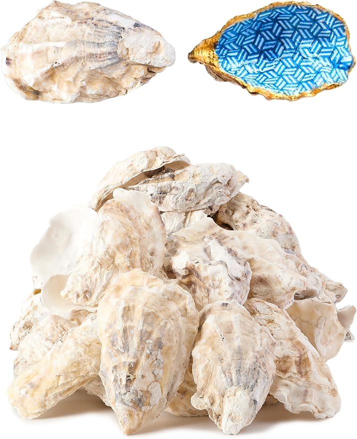 10Pcs Oyster Shells for Crafts， 3"-4" Large Oyster Shell for Crafts，Oyster by Unknown