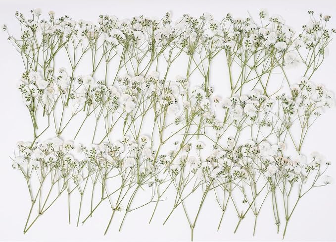 48 Pcs Natural Dried Pressed Mini Baby's Breath Flowers by AHTONG