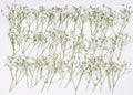 48 Pcs Natural Dried Pressed Mini Baby's Breath Flowers by AHTONG