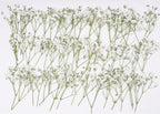 48 Pcs Natural Dried Pressed Mini Baby's Breath Flowers by AHTONG
