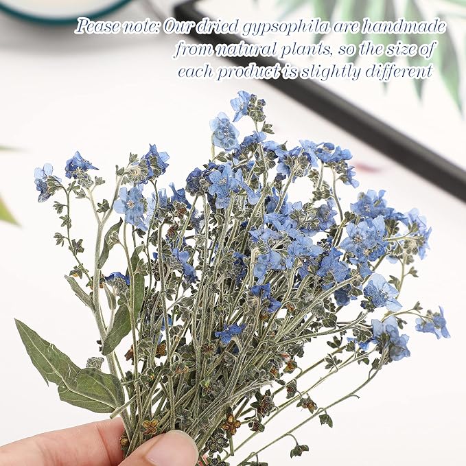 50 Pcs Natural Forget Me Not Pressed Dried Flowers Blue Don't Forget Me Dried - Image 4