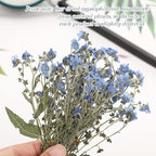 50 Pcs Natural Forget Me Not Pressed Dried Flowers Blue Don't Forget Me Dried - Image 4