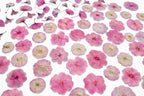 51 Pcs Real Natural Cherry Blossom Dried Pressed Flowers - Image 6