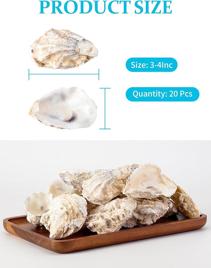 10Pcs Oyster Shells for Crafts， 3"-4" Large Oyster Shell for Crafts，Oyster - Image 5