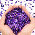 QICQDRAM Crushed Shells for Crafts About 2LB Small Natural Crushed Shells Bulk by QICQDRAM