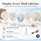 Cizavanta 15 Pack Large Scallop Shells - Image 5