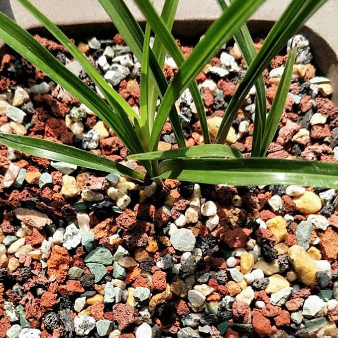 TOYPOPOR Mix Horticultural Lava Rock Pebbles Pumice Potting Soil Amendment - Image 6