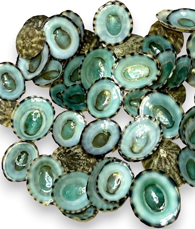 Sea Shells for Crafting, jewelry making, decoration, centerpieces, vase filler by TumblerHome