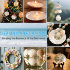 60PCS Natural Scallop Shells for Crafts, 2-3 Inch White Sea Shells for - Image 6