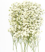 50Pcs Mini Dried Pressed White Baby's Breath Flowers Bulk by Unknown