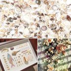 Fangoo 15 Types 800 Pcs Natural Tiny Mini Sea Shell Conch Starfish - Image 6