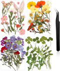 Nuanchu Dried Pressed Flowers for Crafts Resin Real Flat Dried Wildflowers Bulk by Nuanchu