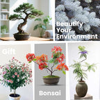 Bonsai Tree Kit for Beginners - Image 6