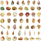 50PCS Aesthetic Sea Shell Stickers, PET Conch & Clamshell Decals, Waterproof - Image 4