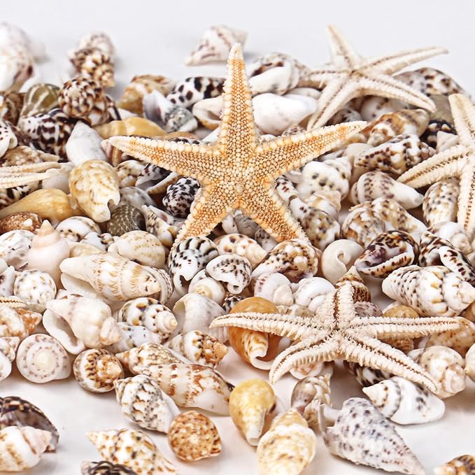 WEOXPR 2000 Pcs Tiny Sea Shells & Starfish - Image 3