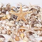 WEOXPR 2000 Pcs Tiny Sea Shells & Starfish - Image 3