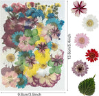 Woohome 200 PCS Natural Dried Pressed Flowers and Natural Dried Pressed Leaves - Image 5