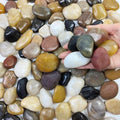 FANTIAN 2 lbs Pebbles for Plants, 1-2 inch Polished River Rocks for Plants by FANTIAN-GardeningMakesLifeBetter