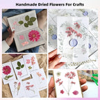 12“ Large Bulk Dried Pressed Flowers - Image 3