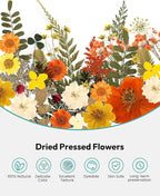 Dried Flowers, Resiners 100Pcs Pressed Flowers - Image 4