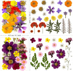 46Pcs Pressed Dried Flowers Real Natural Leave - Image 6