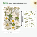 White Dried Pressed Flowers for Crafts, Real Natural Dried Flowers and Leaves - Image 2