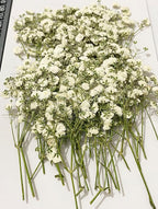 50 pcs White Baby's Breath Real Natural Dried Pressed Flowers by UOKWIWI