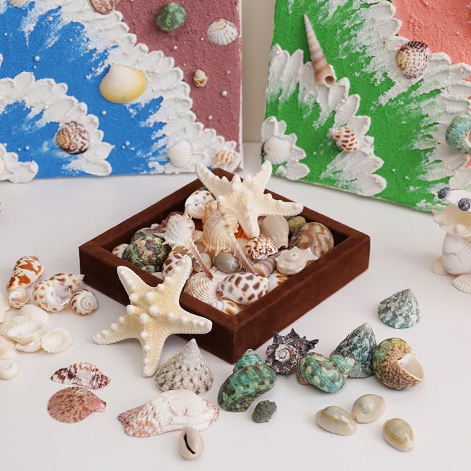 JSPYFITS Sea Shells Mixed Beach Seashells 15 Kinds 1.2"-3.5" Various Sizes - Image 8