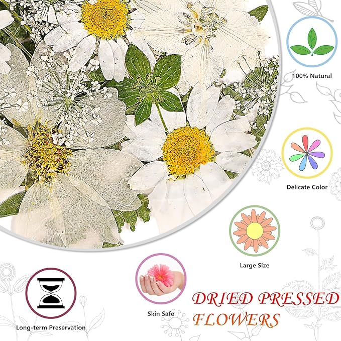 White Dried Pressed Flowers for Crafts, Real Natural Dried Flowers and Leaves - Image 3