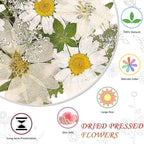 White Dried Pressed Flowers for Crafts, Real Natural Dried Flowers and Leaves - Image 3