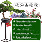 Bonsai Tree Kit for Beginners - Image 5